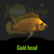 Altolamprologus compressiceps gold head