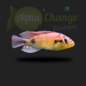 Haplochromis yellow belly