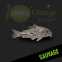 Corydoras julii sauvage