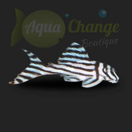 L046 Hypancistrus zebra