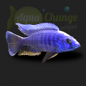 Haplochromis ahli electric blue (Sciaenochromis fryeri)