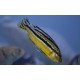 Frappeur de pierre du Malawi (Melanochromis auratus)