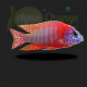 Aulonocara sp. red rubin